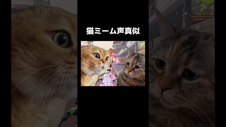 猫ミームの声真似してみた ＷＷＷ【荒野行動】 #shorts