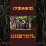 《求生夫妻檔》：新婚夫妻荒野求生尋求刺激，開局竟然捕獲一只99斤大野豬#探險 #冒險 #挑戰 #荒野行動