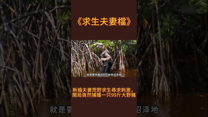 《求生夫妻檔》：新婚夫妻荒野求生尋求刺激，開局竟然捕獲一只99斤大野豬#探險 #冒險 #挑戰 #荒野行動