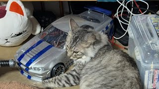 Switchゲームライブ初見さん大歓迎、荒野行動、スプラ3、ＣＡＲＸ、あつ森などなど