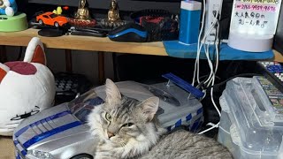 Switchゲームライブ参加型下手ですが何か❓初見さん大歓迎荒野行動、スプラ3、ＣＡＲＸ、あつ森などなど