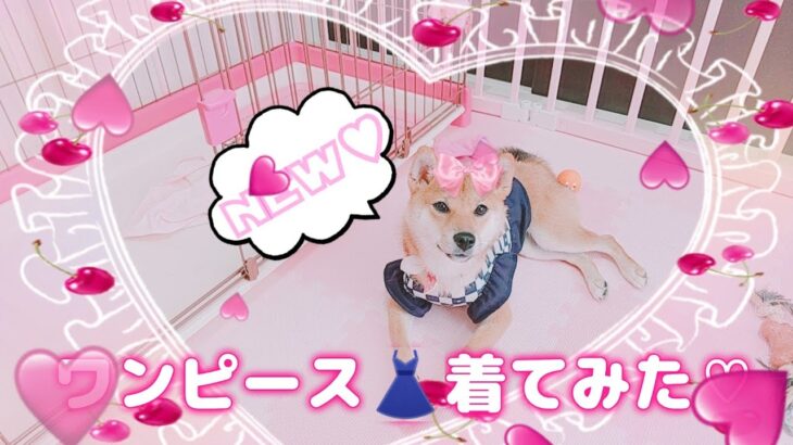 New♡ワンピースを着てみた柴犬 #柴犬 #sibainu  #시바견 2021.10.12