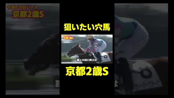 是非狙いたい穴馬!!京都2歳ステークス　#競馬 #競馬予想 #ジャパンカップ #ジャパンc