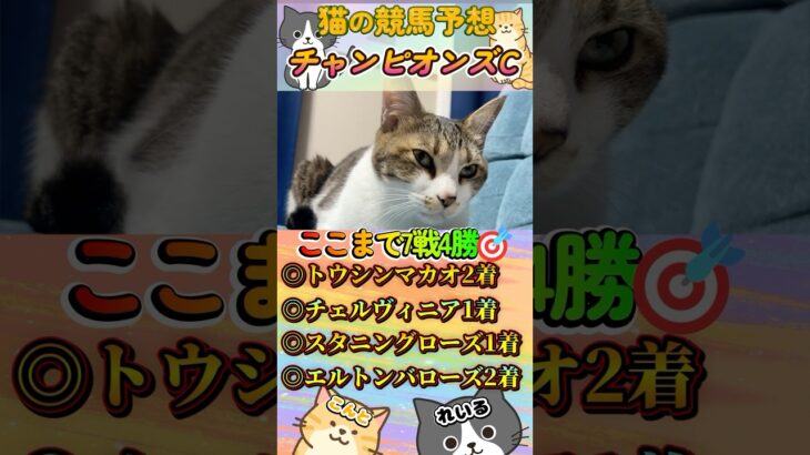 【ネコの競馬予想😸】チャンピオンズカップ2024🐈秋7戦4的中🎯絶好調！今回も絶妙な馬を本命指名しましたｗ＃shorts＃かわいい＃コント君の競馬予想＃当たる＃競馬＃猫＃義経TV