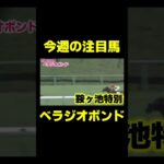 今週の注目馬 べラジオボンド #競馬 #競馬予想 #チャンピオンズc