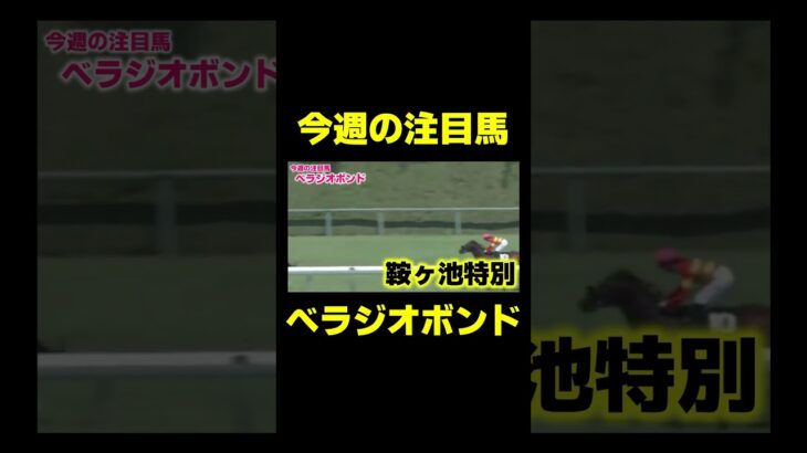 今週の注目馬 べラジオボンド #競馬 #競馬予想 #チャンピオンズc