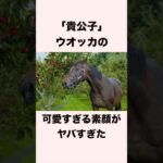 【 競馬 】ウオッカの雑学 【 競馬の雑学 】【 ウマ娘 】 #競馬 #雑学 #ウオッカ #ウマ娘 #shorts