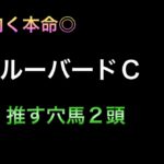 【競馬予想】　地方交流重賞　ブルーバードカップ　2025  予想