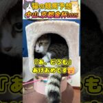 【ネコの競馬予想😸】中山・京都金杯2025🐈G1昨年6回的中🎯“幸運を招く猫”新年一発目に穴馬でお年玉をもらいますｗｗｗ＃shorts＃かわいい＃コント君の競馬予想＃当たる＃競馬＃猫＃義経TV