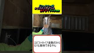 【フェアリーS】エリカエクスプレス強すぎてワロタwww #競馬 #競馬予想 #戸崎圭太 #マディソンガール #ビップデイジー #ティラトーレ #エストゥペンダ