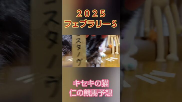 フェブラリーＳ2025　キセキの猫仁の競馬予想