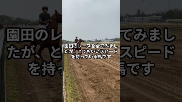 2月19日の大井4R推奨馬 #競馬  #競馬予想