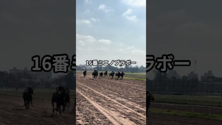 2月23日の小倉12R推奨馬 #競馬#競馬予想