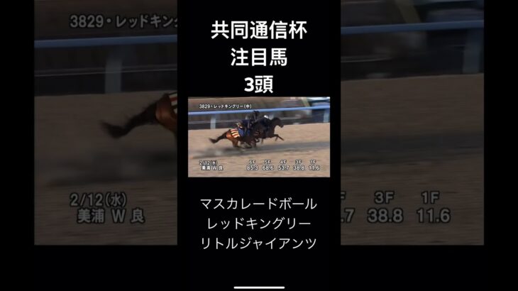 共同通信杯　注目馬　3頭　　　　　　　#競馬 #jra #競馬予想 #共同通信杯 #マスカレードボール#レッドキングリー#リトルジャイアンツ