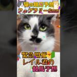 【ネコの競馬予想😸】フェブラリーS2025🐈G1昨年6回的中🎯まさかのスペシャルゲスト登場ｗｗｗ＃shorts＃かわいい＃コント君の競馬予想＃当たる＃競馬＃猫＃義経TV＃幸運を招く猫