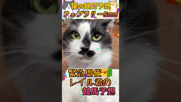 【ネコの競馬予想😸】フェブラリーS2025🐈G1昨年6回的中🎯まさかのスペシャルゲスト登場ｗｗｗ＃shorts＃かわいい＃コント君の競馬予想＃当たる＃競馬＃猫＃義経TV＃幸運を招く猫