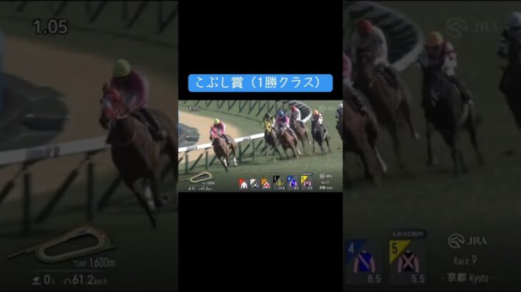 スプリングステークス (GID)注目馬#競馬 #競馬予想 #馬 #shorts