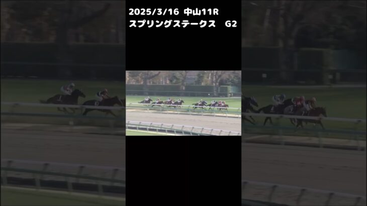 スプリングステークス　もちおの当たらない予想　#競馬 #競馬予想 #スプリングステークス