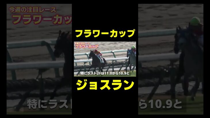 この手薄いメンバーなら狙える!! フラワーカップ 　#競馬 #競馬予想 #フラワーカップ #ファルコンステークス