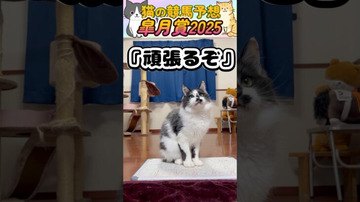 【ネコの競馬予想😸】皐月賞2025🐈猫の予想で昨年7回Ｇ1的中🎯今回は大穴馬を選びましたｗｗｗ＃shorts＃かわいい＃競馬予想＃当たる＃競馬＃猫＃義経TV＃＃おもちゃ遊び＃特技＃動物チャレンジ