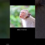 2025アンタレスS #競馬 #競馬予想 #アンタレスステークス #ミッキーファイト