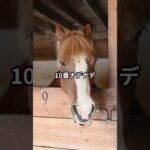 4月15日の大井8R推奨馬 #競馬 #大井競馬
