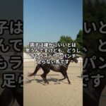 4月29日の園田1R推奨馬 #競馬 #園田競馬