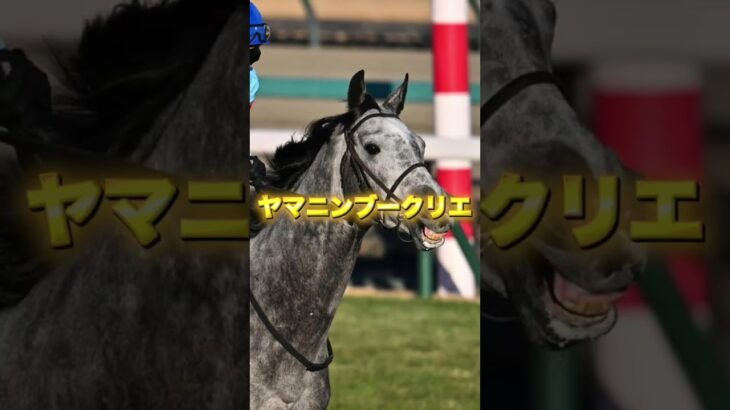 G2青葉賞の穴馬3頭を紹介＃競馬＃競馬予想＃ガルダイア＃マテンロウバローズ＃ヤマニンブークリエ