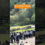 #六甲山牧場#六甲山#子連れスポット #牧場#羊#sheep#animals #レース#競馬予想