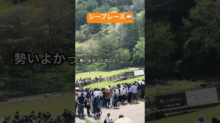 #六甲山牧場#六甲山#子連れスポット #牧場#羊#sheep#animals #レース#競馬予想