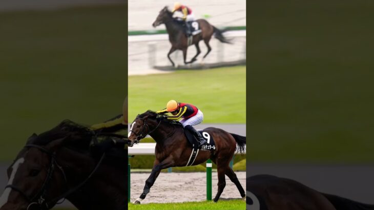 #青葉賞 #競馬予想