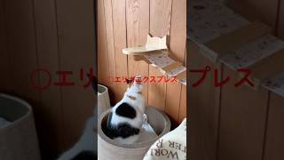 【15秒】2025オークス競馬予想！#競馬予想