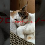 【15秒】2025日本ダービー競馬予想！#競馬予想