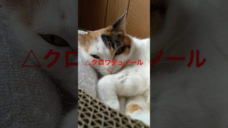 【15秒】2025日本ダービー競馬予想！#競馬予想