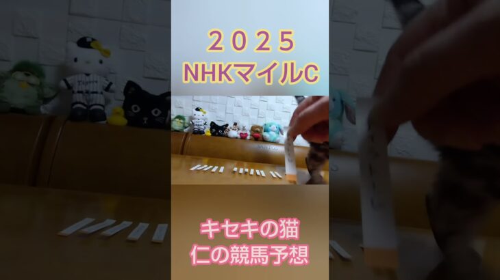 ＮＨＫマイルＣ2025  キセキの猫仁の競馬予想 #かわいい猫 #猫のいる暮らし