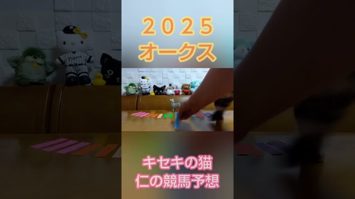 オークス2025　キセキの猫仁の競馬予想 #かわいい猫 #猫のいる暮らし