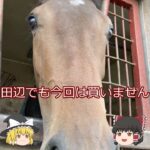【2025オークス】サタデーサンライズ＃競馬＃競馬予想#shorts