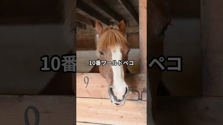 5月8日の園田6R推奨馬 #競馬 #園田競馬