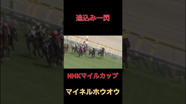 追込み一閃マイネルホウオウ【NHKマイルカップ】#競馬#予想#馬券
