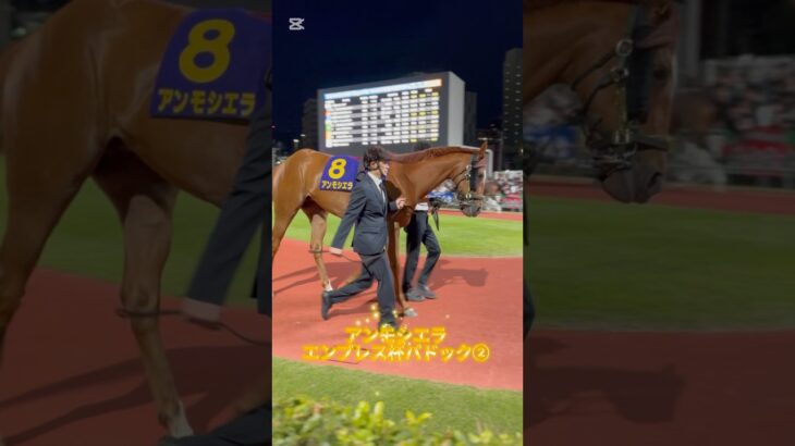 アンモシエラ エンプレス杯パドック　#アンモシエラ　#エンプレス杯　#地方競馬　#競馬　#競馬予想  #一口馬主　#広尾サラブレッド倶楽部　#horse  #ショート  #ショート動画