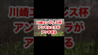 川崎エンプレス杯アンモシエラがアツすぎる#shorts #short #競馬 #予想