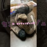 京王杯予想動画！！ #競馬 #競馬予想