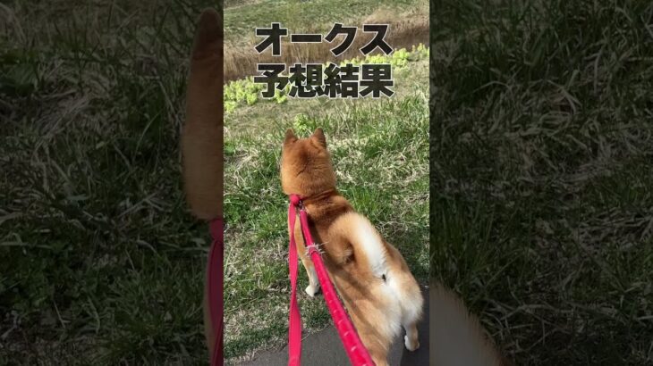 【オークス】競馬予想犬ふんどし！