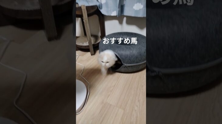 猫#競馬予想#日本ダービー