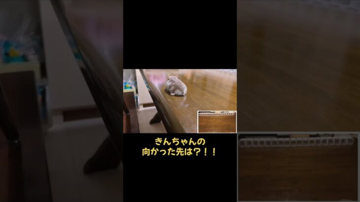 ハムスター競馬予想（日本ダービー）