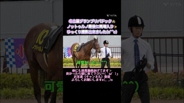【競馬動画/名古屋グランプリ】ノットゥルノのパドック🐴#競馬 #競馬予想 #ウマジョ #馬券勝負 #馬券的中 #表彰式 #現地映像 #現地観戦 #レース #名古屋競馬場 #パドック #武豊
