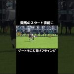 【競馬】ゲートをこじ開けフライングしてしまうwww     #競馬 #競馬予想 #事故 #競馬 #ボートレース
