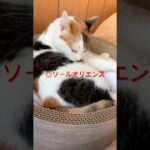 【15秒】2025宝塚記念競馬予想！#競馬予想