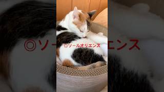 【15秒】2025宝塚記念競馬予想！#競馬予想
