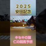 安田記念2025　キセキの猫仁の競馬予想 #かわいい猫 #中央競馬予想 #猫のいる暮らし